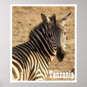 Zebra, Tansania Poster