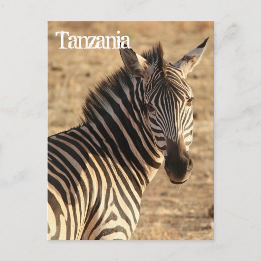 Zebra, Tansania Postkarte (Vorderseite)