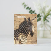 Zebra, Tansania Postkarte (Stehend Vorderseite)