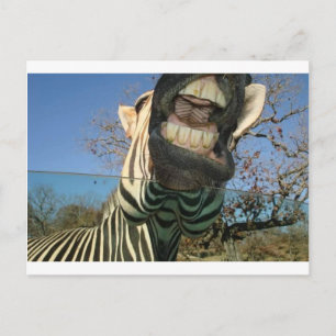 Zebra Teeth Postkarte