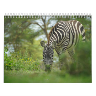 Zebra-Tierkalender Kalender