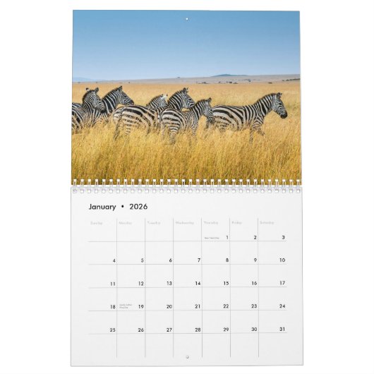 Zebra-Tierkalender Kalender (Jan 2026)