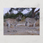 Zebra Twins Double Take Foto Postkarte (Vorderseite)