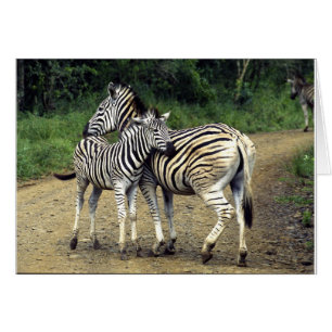 Zebra und Baby