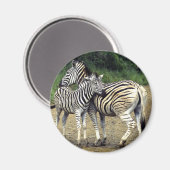Zebra und Baby Magnet (Vorderseite/Rückseite)