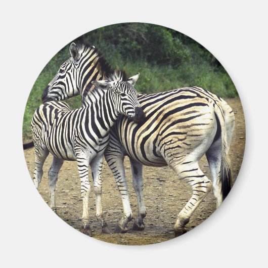 Zebra und Baby Magnet (Vorne)