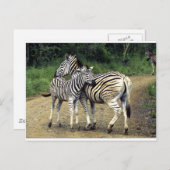 Zebra und Baby Postkarte (Vorne/Hinten)