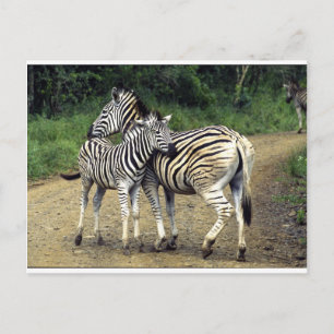 Zebra und Baby Postkarte