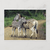 Zebra und Baby Postkarte (Vorderseite)