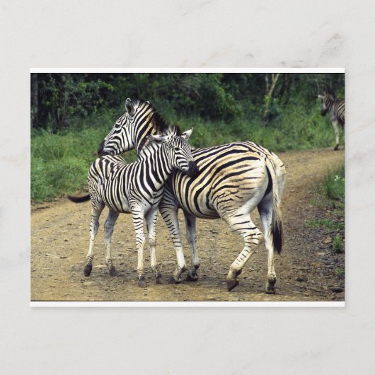 Zebra und Baby Postkarte (Vorderseite)