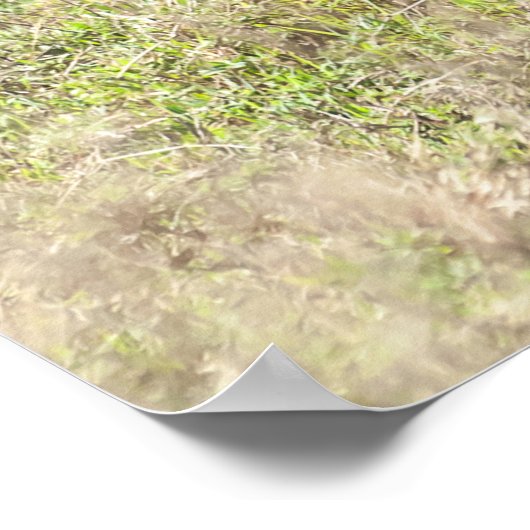 Zebra und Foal Poster (Ecke)