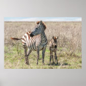 Zebra und Foal Poster (Vorne)