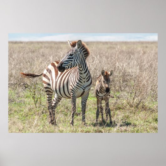 Zebra und Foal Poster (Vorne)