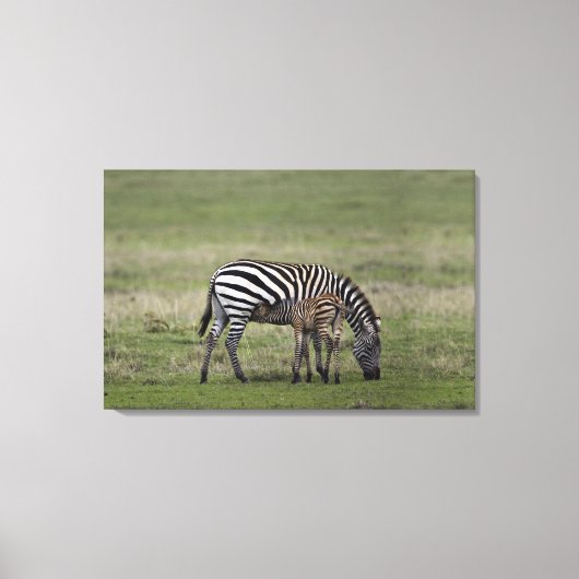 Zebra und Fossilien, Tansania Leinwanddruck (Vorderseite)