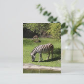 Zebra und Gazelle Postkarte (Stehend Vorderseite)