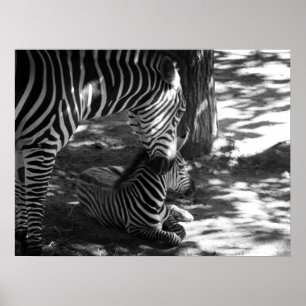 Zebra und Junges Poster