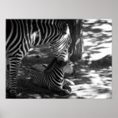 Zebra und Keuche Poster (Vorne)