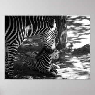 Zebra und Keuche Poster