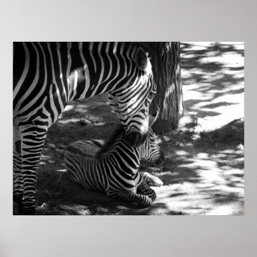 Zebra und Keuche Poster (Vorne)