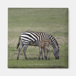 Zebra und Krankenpflegefohlen, Tansania Magnet