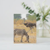 Zebra und Ostrich TomWurl.jpg Postkarte (Stehend Vorderseite)