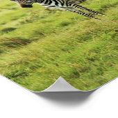 Zebra und Zebra foal wild lebende Tiere Poster (Ecke)