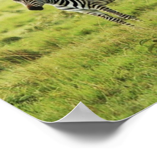 Zebra und Zebra foal wild lebende Tiere Poster (Ecke)