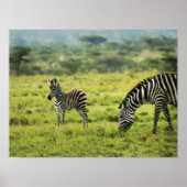 Zebra und Zebra foal wild lebende Tiere Poster (Vorne)