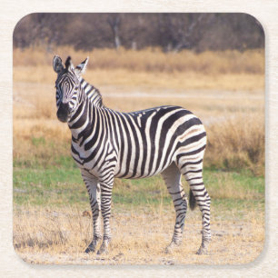 Zebra Untersetzer