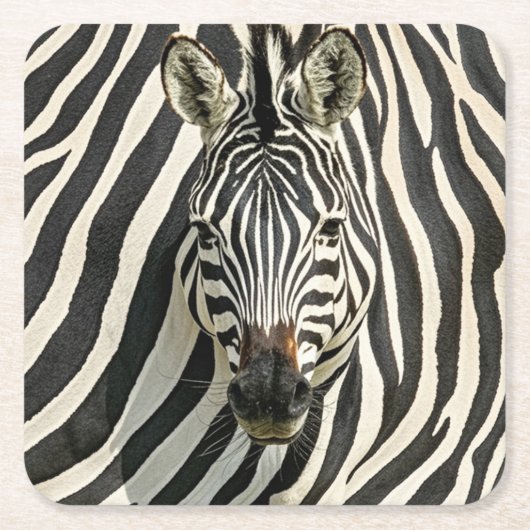 Zebra Untersetzer (Vorderseite)