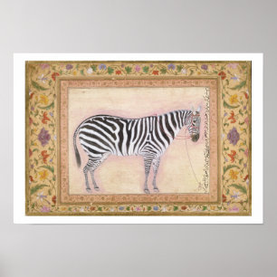Zebra, vom "Minto Album", 1621 (Gouache auf PA Poster