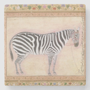 Zebra, vom "Minto Album", 1621 (Gouache auf PA Steinuntersetzer