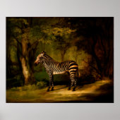 Zebra von George Stubbs (1763) Poster (Vorne)