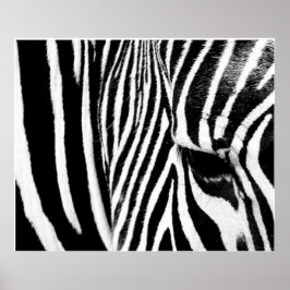 Zebra von tdgallery poster