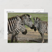 Zebra-Vortrag - Postkarte (Vorne/Hinten)