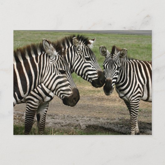 Zebra-Vortrag - Postkarte (Vorderseite)