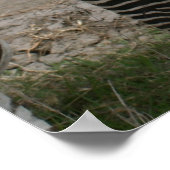 Zebra-Vortrag - Print Poster (Ecke)