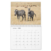 Zebra Wall Calendar Kalender (Jan 2026)