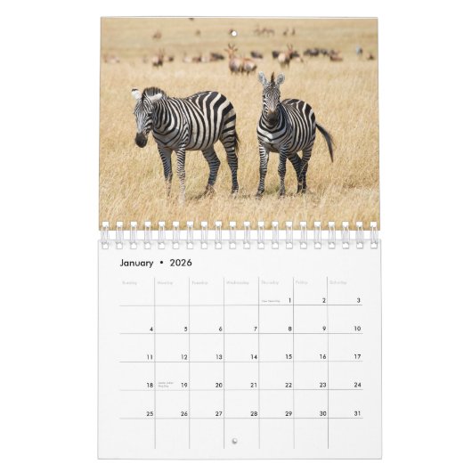 Zebra Wall Calendar Kalender (Jan 2026)