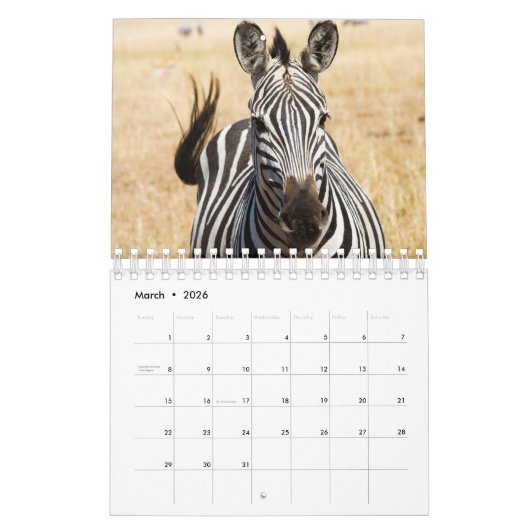 Zebra Wall Calendar Kalender (Mär 2026)