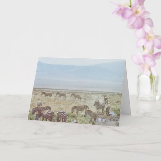Zebra Wild Birthday Wish Karte (Orchidee)