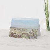 Zebra Wild Birthday Wish Karte (Vorderseite)