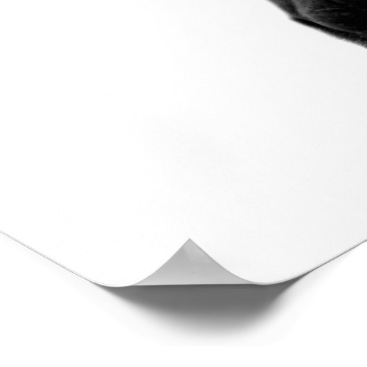 Zebra-Wilddschungel-Foto Poster (Ecke)