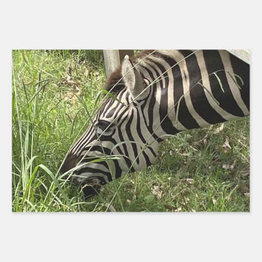 Zebra Wrapping Paper Geschenkpapier Set (Vorderseite 2)