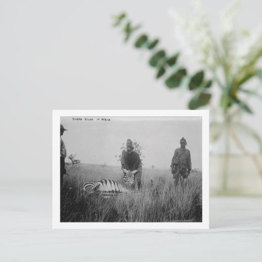 Zebra wurde von Einheimischen in Afrika getötet Fo Postkarte (Stehend Vorderseite)
