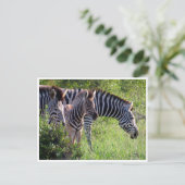 zebra young postkarte (Stehend Vorderseite)