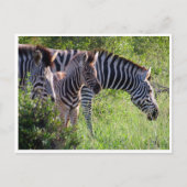 zebra young postkarte (Vorderseite)