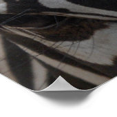 Zebra Zebra an der Wand Poster (Ecke)