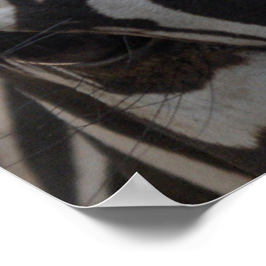 Zebra Zebra an der Wand Poster (Ecke)