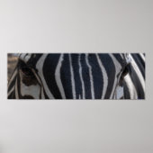 Zebra Zebra an der Wand Poster (Vorne)